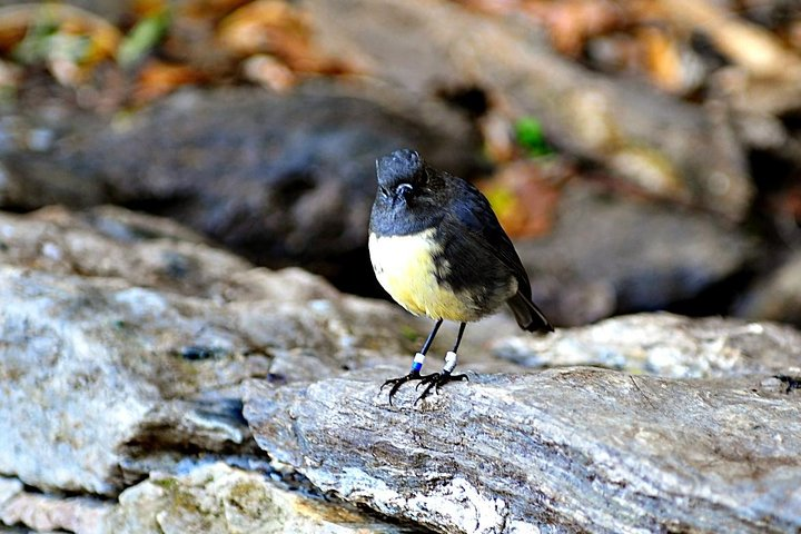 New Zealand South Island robin